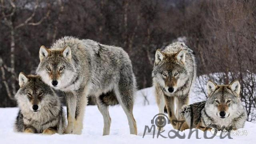 关于狼群视频在线高清中文字幕的信息